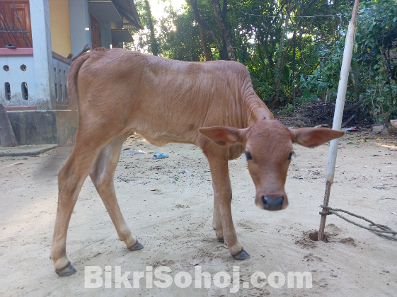 একটি দেশি গাভি ও বকনা বাছুর